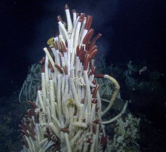 Tube worms at hydrothermal vent