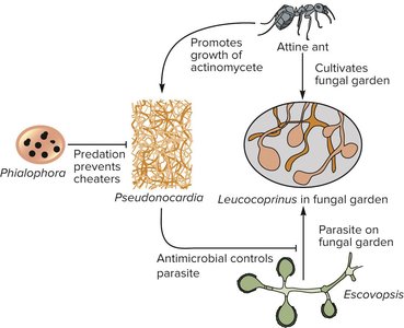 Diagram of ant-fungus-bacteria-fungus interaction