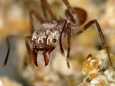 Attine ant close-up