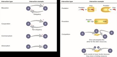 Diagram of types of microbial interactions