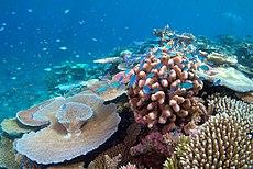 Healthy coral reef