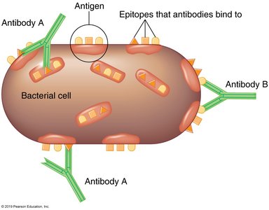 Antigen, epitopes, and antibody binding on a bacterial cell