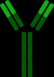 Summary table of immunoglobulin classes