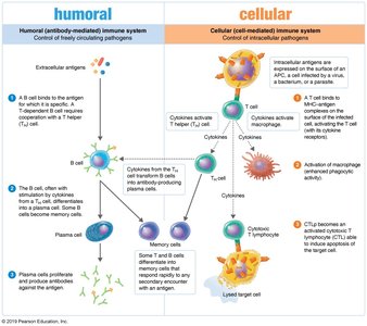 Diagram comparing humoral and cellular immunity