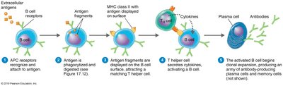 Activation of B cells by antigen and T helper cell