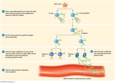 Clonal selection and differentiation of B cells