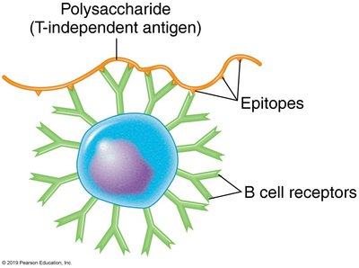 T-independent antigen activation of B cells