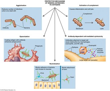 Protective mechanisms of antibodies