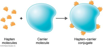 Hapten-carrier conjugate formation
