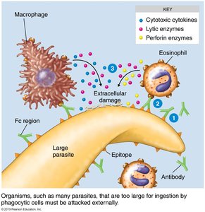 Antibody-dependent cell-mediated cytotoxicity against large parasites