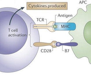 T cell activation by MHC and antigen presentation