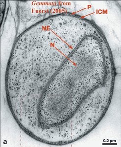 Gemmata obscuriglobus (membrane encasing DNA)