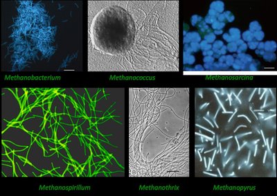 Methanogen Diversity