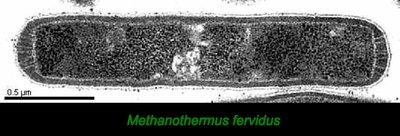 Methanothermus fervidus