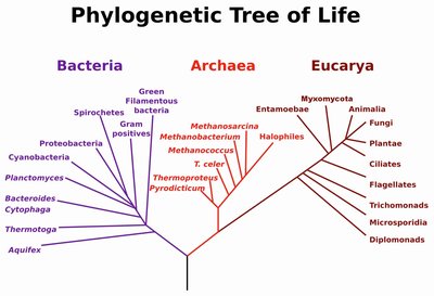 Phylogenetic Tree of Life