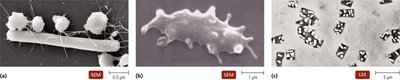 Archaeal Cell Morphologies