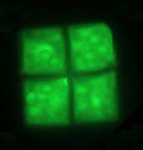 Haloquadratum walsbyi (square archaeon)