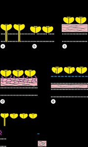 Archaeal Cell Wall and Membrane Structures
