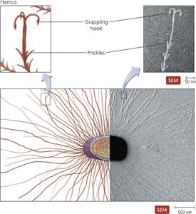 Hamus structure in Archaea