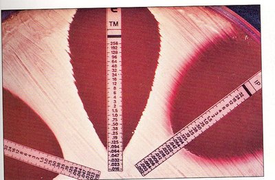 E test strips showing gradient of antimicrobial concentration and inhibition zones