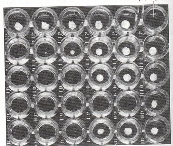 Broth dilution plates for determining MIC and MBC