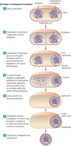 TEM of an Endospore in Bacillus or Clostridium