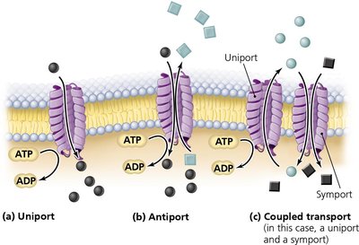 Types of Active Transport: Uniprot, Antiport, Coupled Transport
