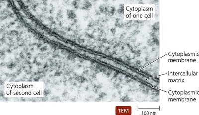 Endocytosis