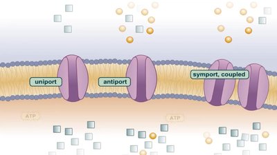 Overview of Active Transport Types
