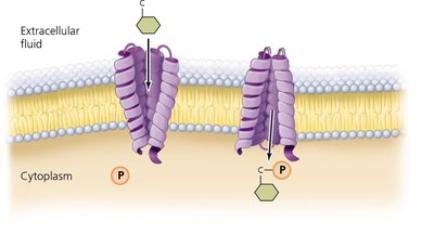 Group Translocation Mechanism