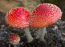 Photograph of mushrooms, a type of fungus