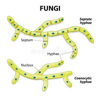 Diagram of septate and coenocytic hyphae