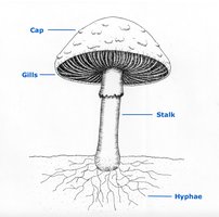 Diagram of mushroom structure: cap, gills, stalk, hyphae