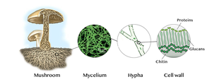 Diagram of mushroom, mycelium, hypha, and cell wall structure