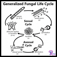 Diagram of asexual spore formation in fungi