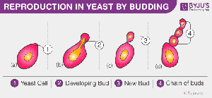 Diagram of yeast budding