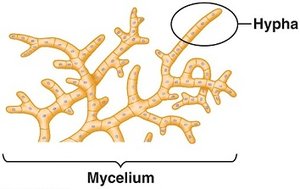 Diagram of mycelium and hyphae
