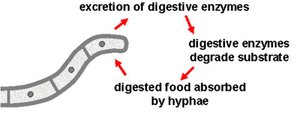 Diagram showing excretion of digestive enzymes and absorption by hyphae