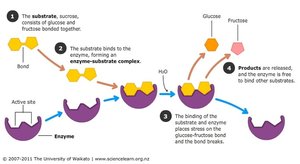 Diagram of enzyme-substrate interaction and breakdown