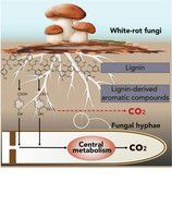Diagram of white-rot fungi decomposing lignin in wood