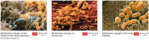 Bacteria on nasal epithelium, human skin, and small intestine