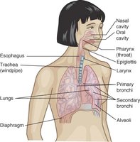 Diagram of the human respiratory tract