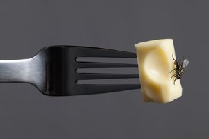 Fly on food representing fecal-oral transmission