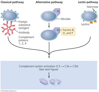 Complement activation pathways