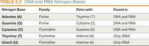 Purines and pyrimidines
