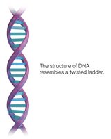 DNA double helix structure
