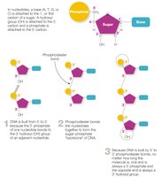 DNA directionality