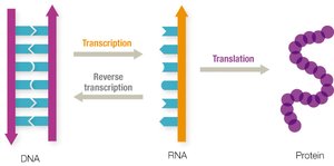 Central dogma: DNA to RNA to protein