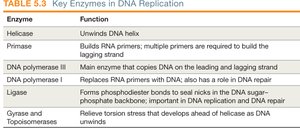 Key enzymes in DNA replication