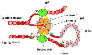DNA replication fork